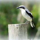 Loggerhead Shrike