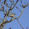 Willow Warbler