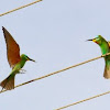 Blue-cheecked Bee-eater
