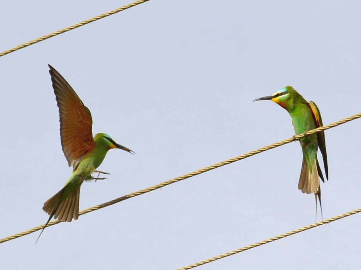 Blue-cheecked Bee-eater