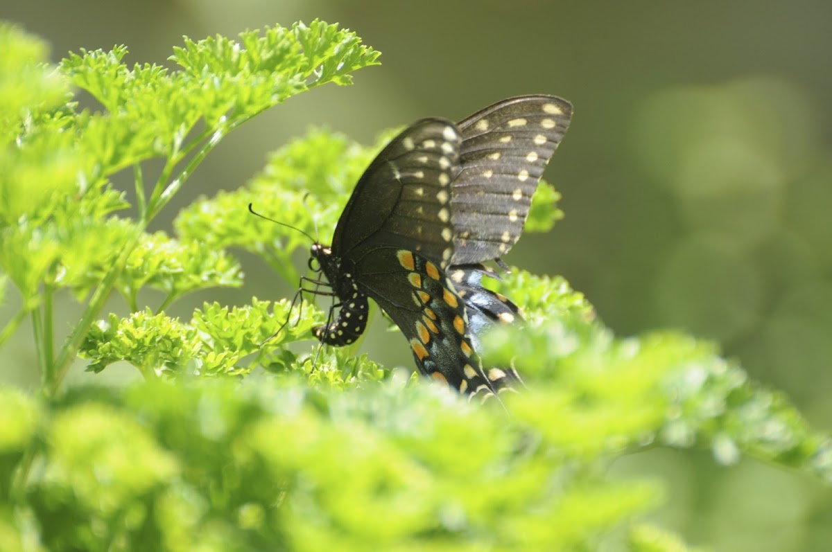 Eastern Tiger Swallowtail or Spice bush