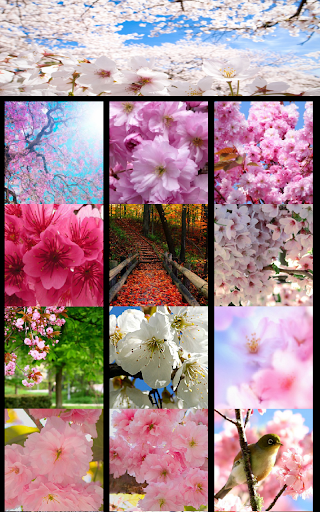 Cherry Blossom Wallpapers