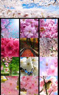 How to get Cherry Blossom Wallpapers 1.0 mod apk for pc