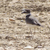 Killdeer