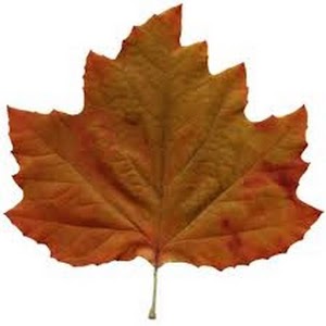 Autumn Nature HD Wallpaper.apk 1.0