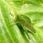 Leaf mimic grasshopper nymph