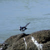 African pied wagtail