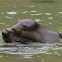 Northern Elephant Seal Pups Play Fighting