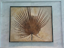 Sand Palm Fossil