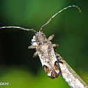 Longhorn beetle