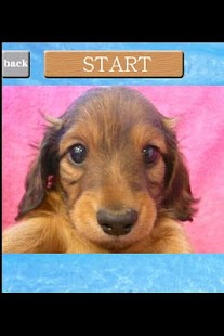 How to install puzzle Dog 1.0.3.3 mod apk for laptop