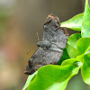 Dusted Spurwing Butterfly