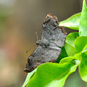 Dusted Spurwing Butterfly