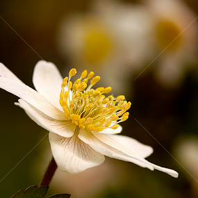 by Jane Bjerkli - Flowers Flowers in the Wild