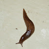 Brown Slug