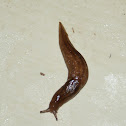 Brown Slug