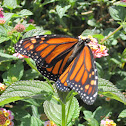 Monarch Butterfly