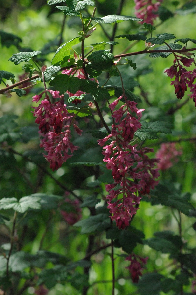Red-flowering Currant