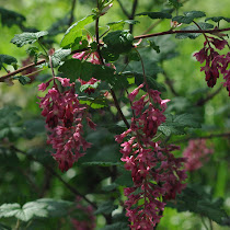 Wild Flowers of the Pacific Northwest