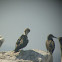 Blue-footed Booby