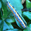 Gulf Fritilary Caterpillar