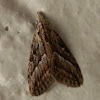 Inscribed Tuft-moth