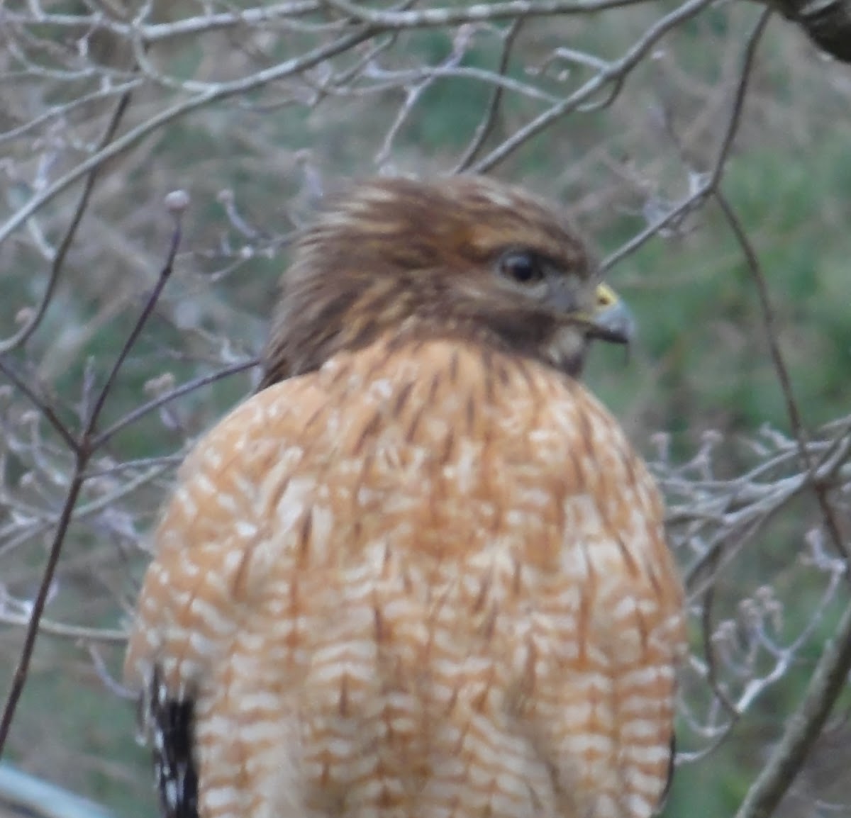 Red-shouldered Hawk