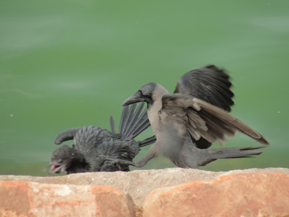 Little Cormorant (juvenile) and House Crow