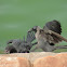 Little Cormorant (juvenile) and House Crow