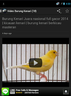 Burung Kenari