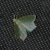 Emerald  Geometridae Moths