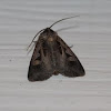 Dingy Cutworm moth