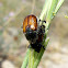 Escarabajo japonés