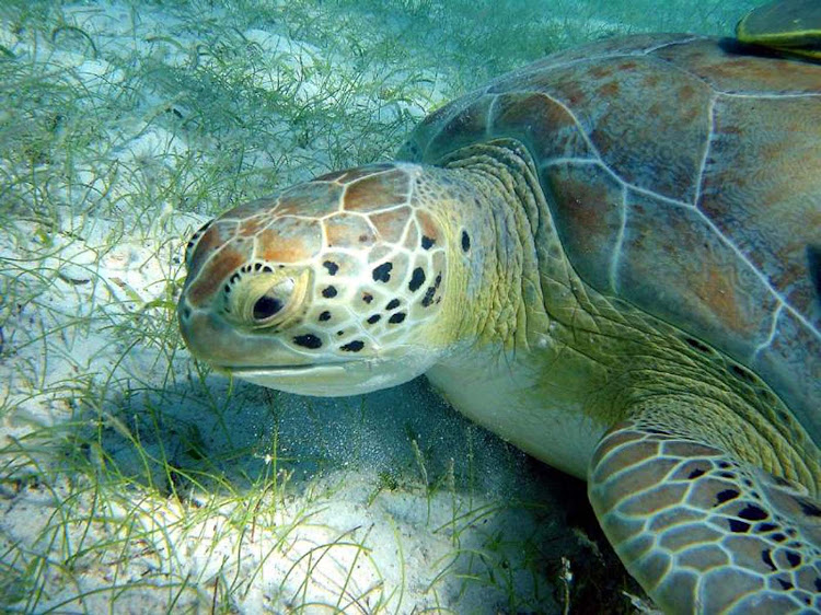 Closeup of a green turtle grazing on the sea floor in the US Virgin Islands. 