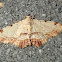 Sandava Moth-Noctuid Moth