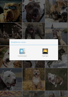 Pitbull Wallpapers Screenshots 20