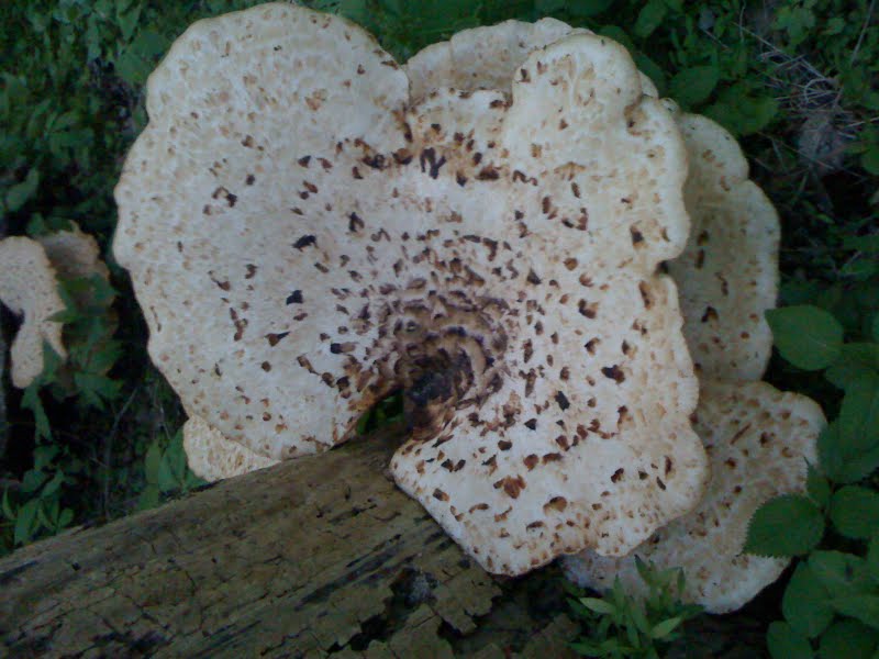 Mushroom (3 of 3)