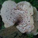 Mushroom (3 of 3)