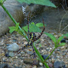 Multi-Coloured St.Andrews Cross Spider