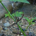 Multi-Coloured St.Andrews Cross Spider