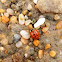 Multi Colored Asian Lady Beetle