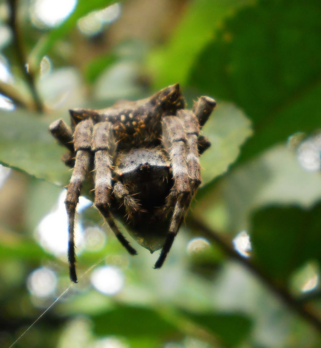 Abandoned web spider