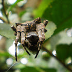 Abandoned web spider