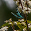 Larger Striped Swallowtail