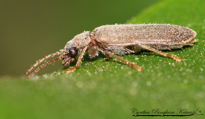 Dascillid beetle