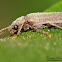 Dascillid beetle