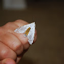 Salt Marsh Caterpillar Moth