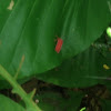 Red shield bug