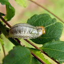 Leaf beetle larva