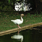 Domestic Greylag Goose